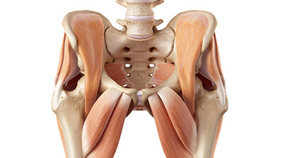 анатомия крестцово-подвздошного сустава
