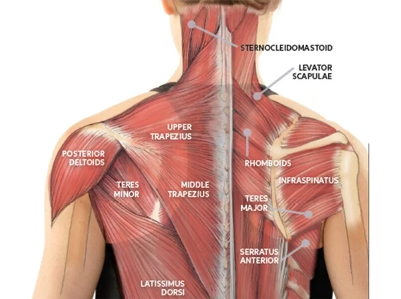 Напряжение мышц шеи.  Как снять напряжение в шее. Анатомия йоги