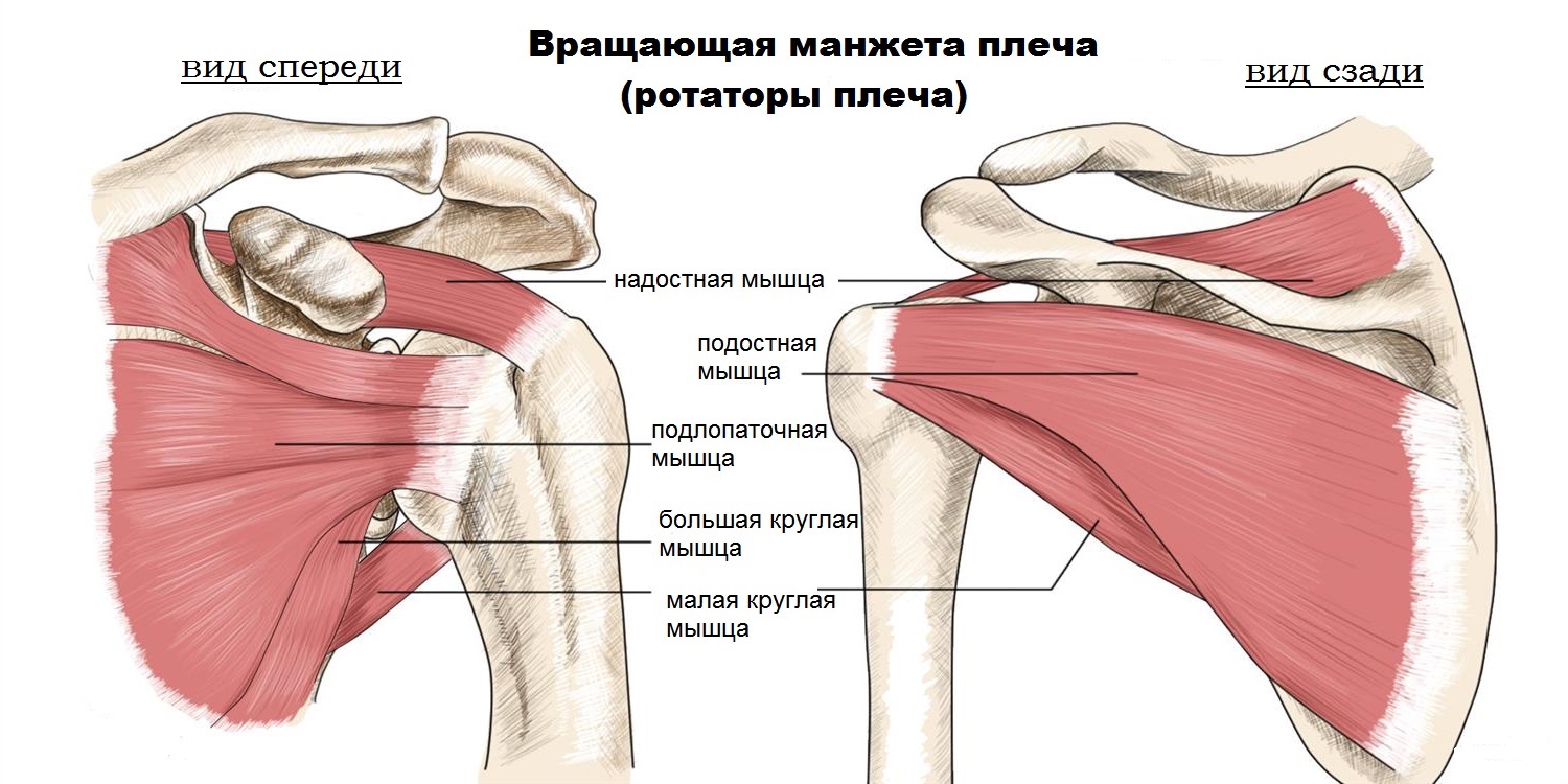 мышцы вращательной манжеты плеча
