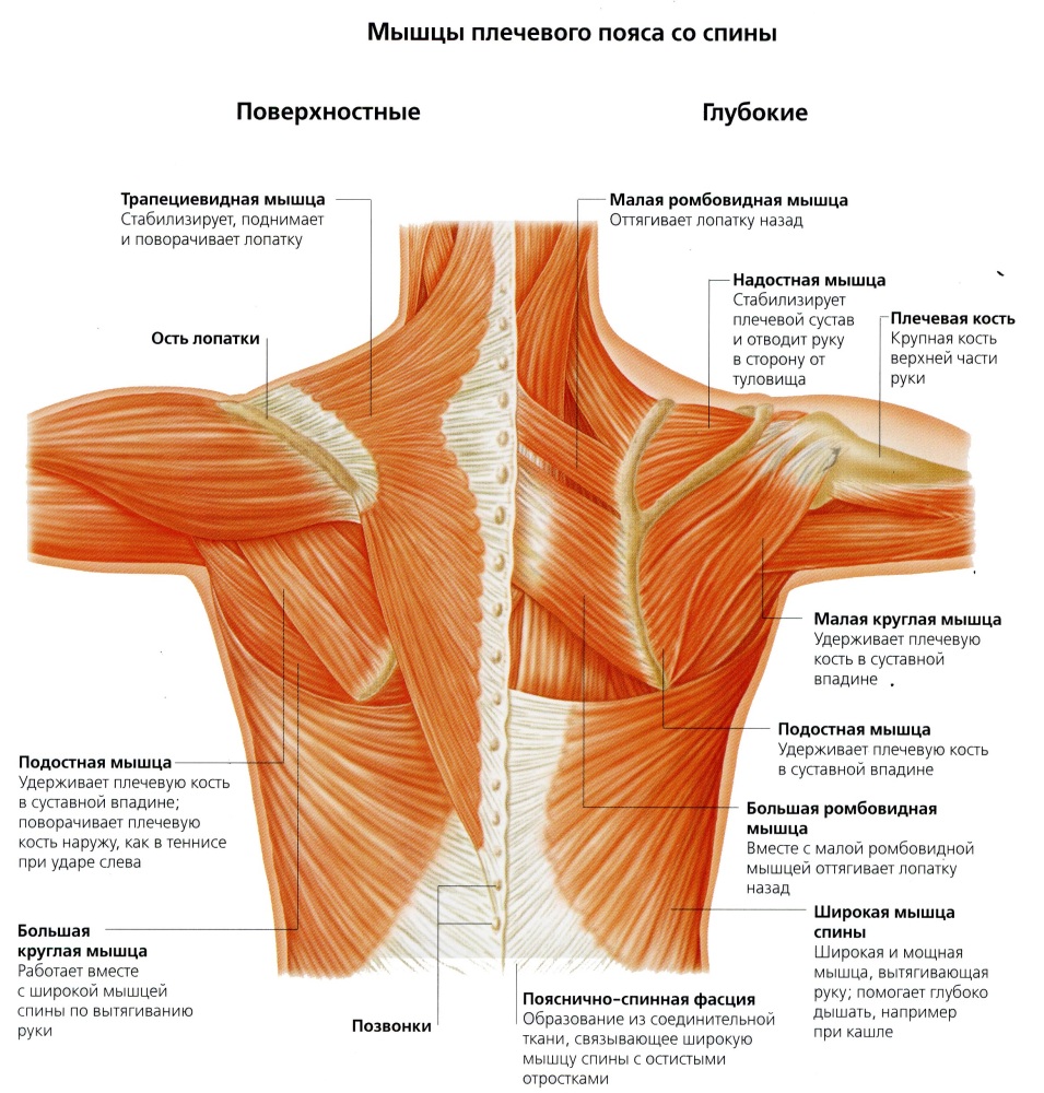 мышцы плечевого сустава