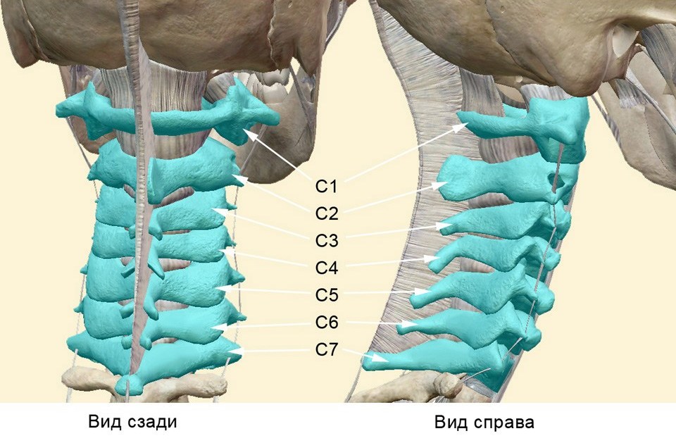 анатомия шея и плечи