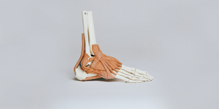 мышцы вращение большеберцовой кости