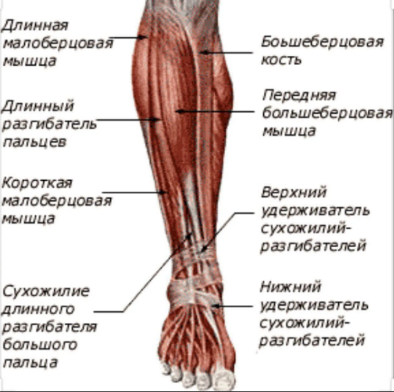 Длинные мышцы бедра