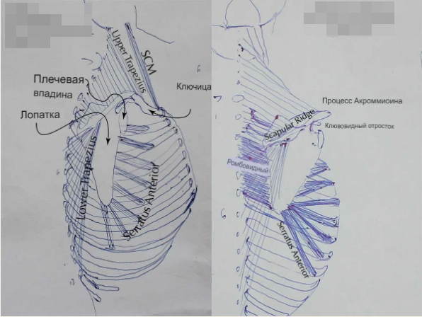 Анатомия плеча