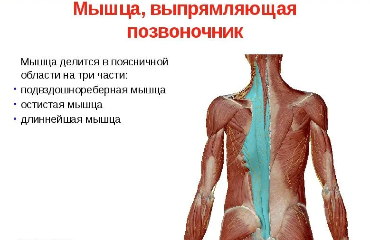 Анатомия грудного отдела позвоночника