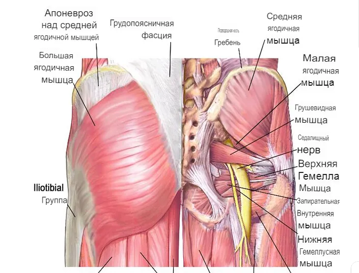 мышцы кора анатомия