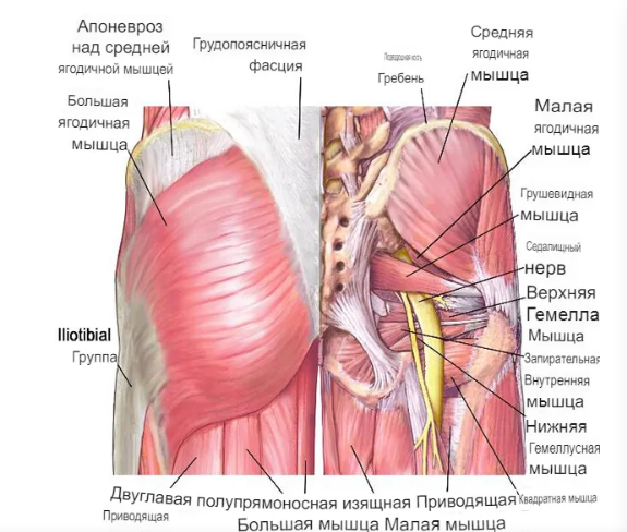 Анатомия йоги мышцы кора