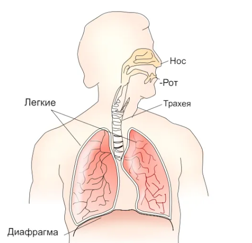 Активатор дыхания: диафрагма