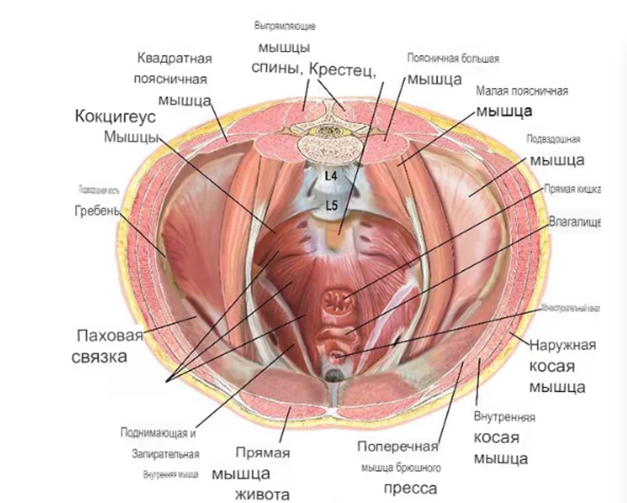 анатомия основных мышц кора