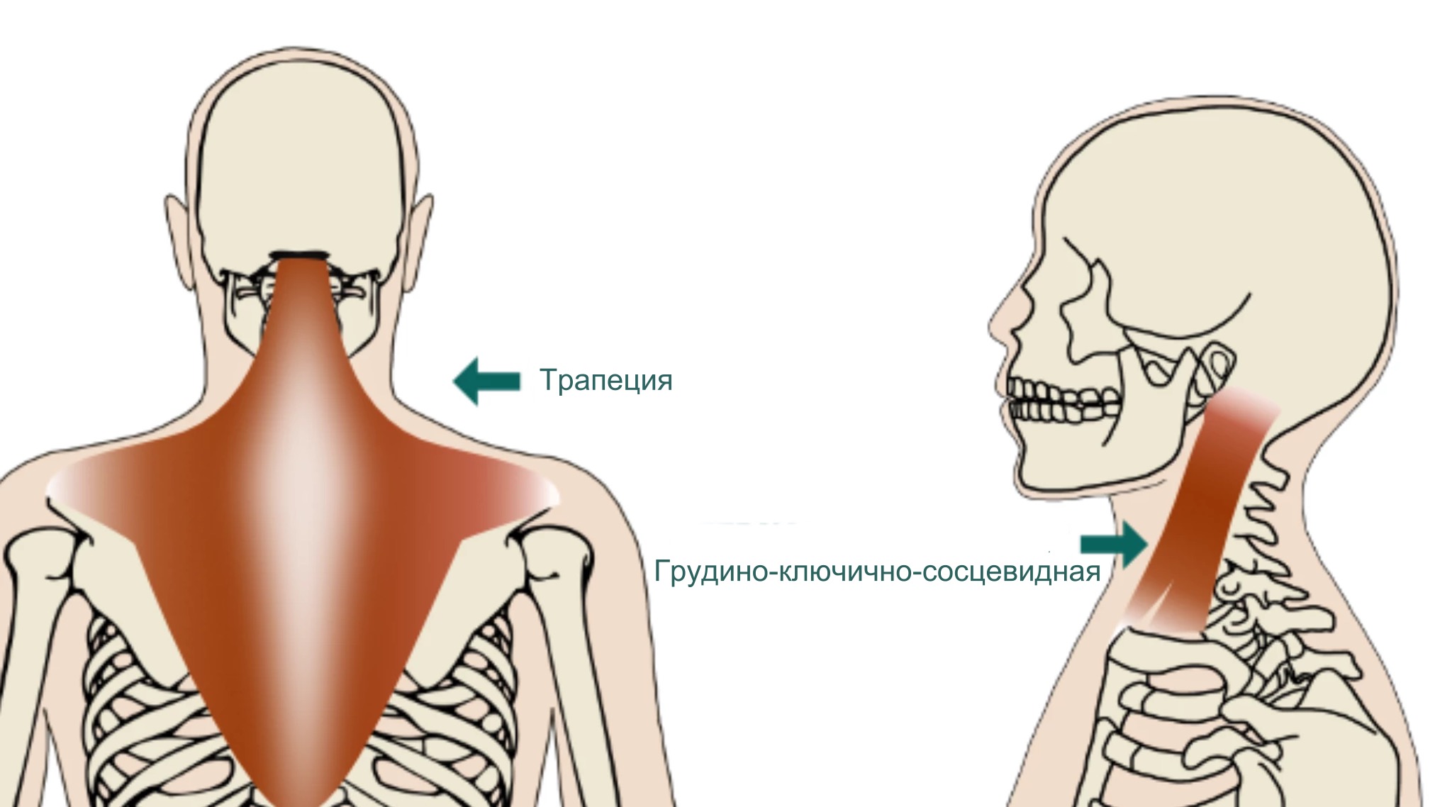 анатомия мышц шеи