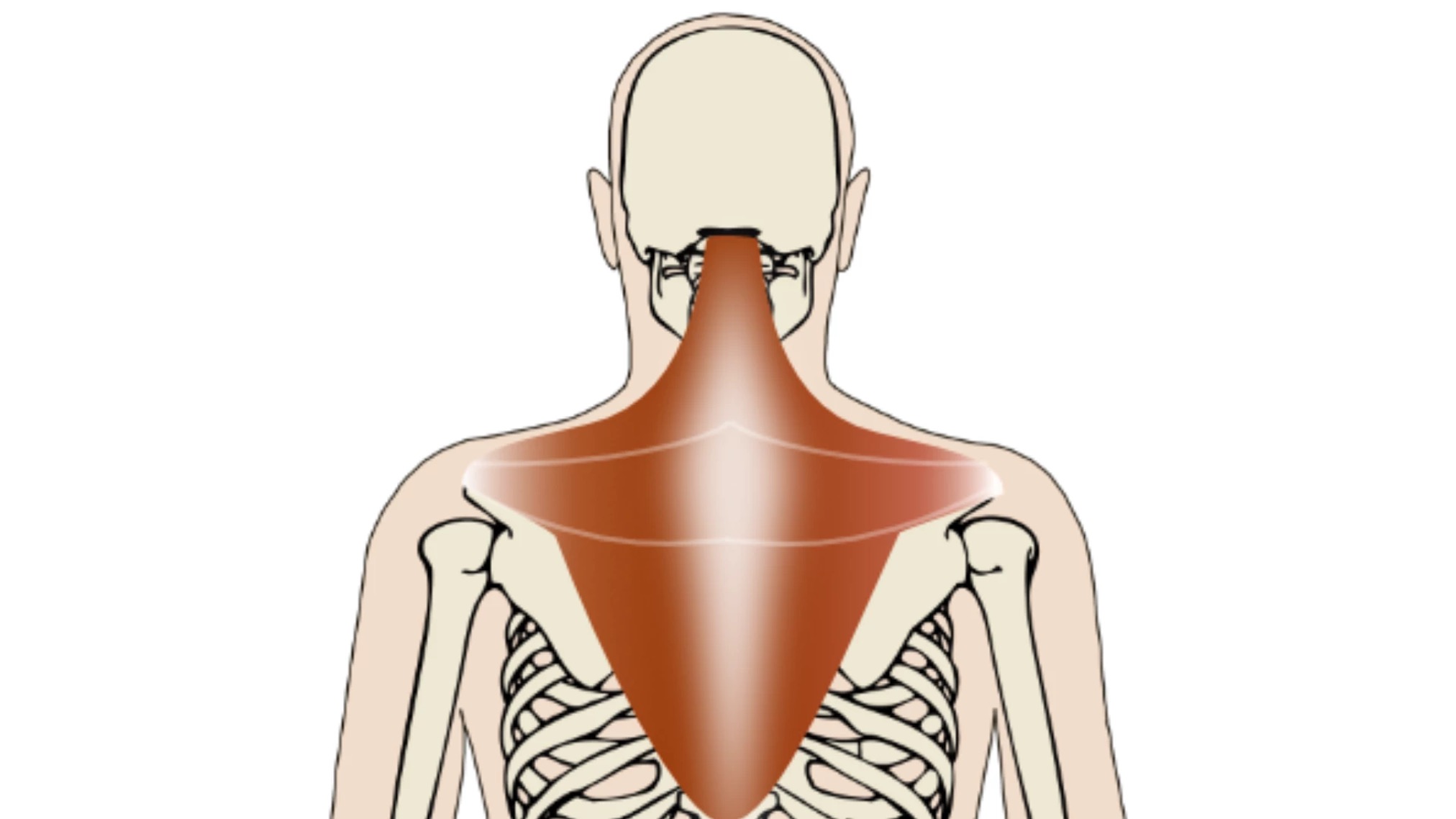 анатомия мышц шеи напряжения