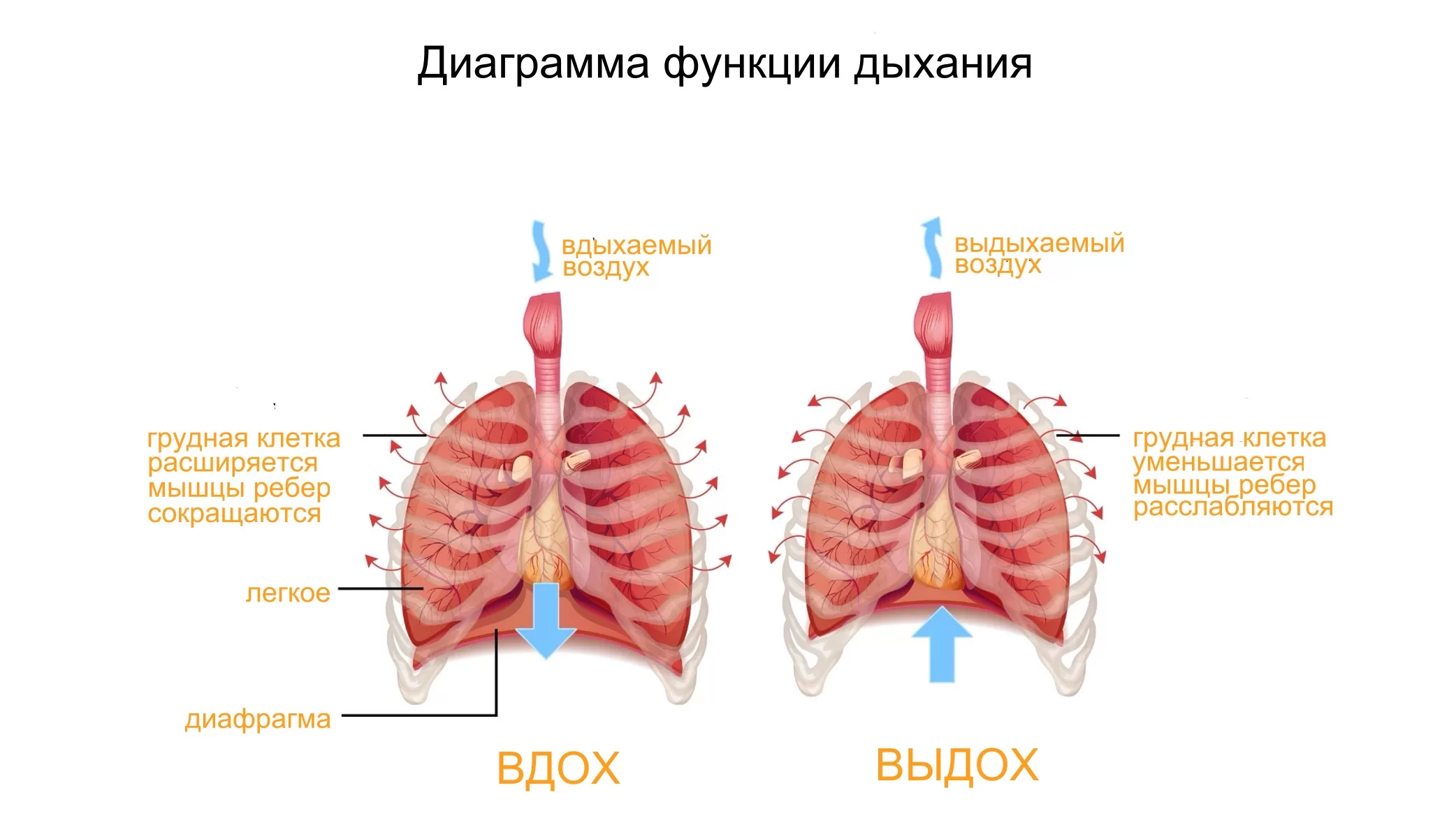 диаграмма дыхания