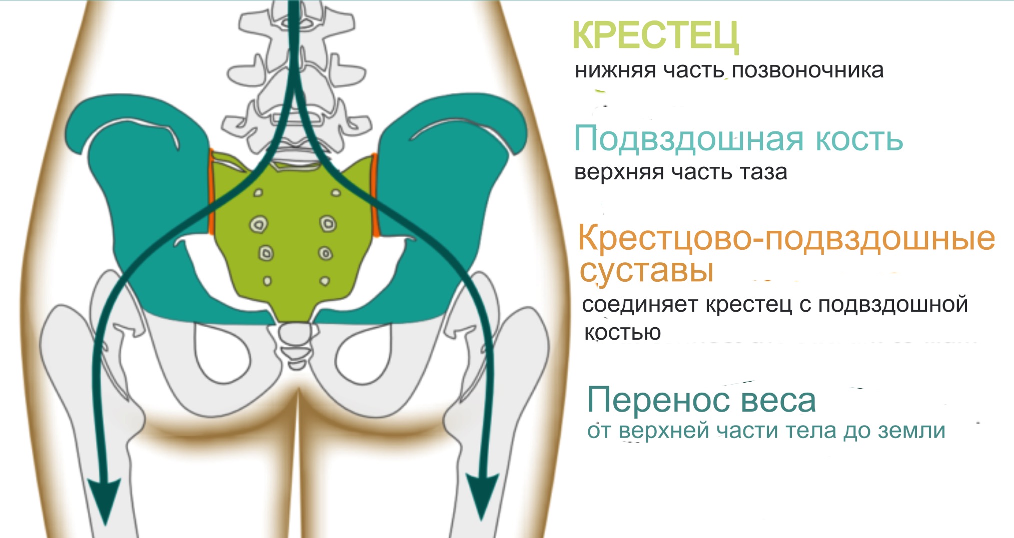 анатомия крестцово-подвздошных суставов